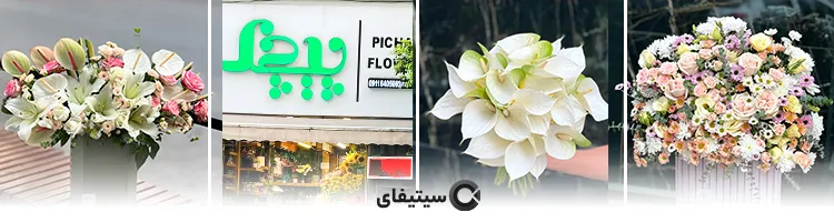 پیچک
